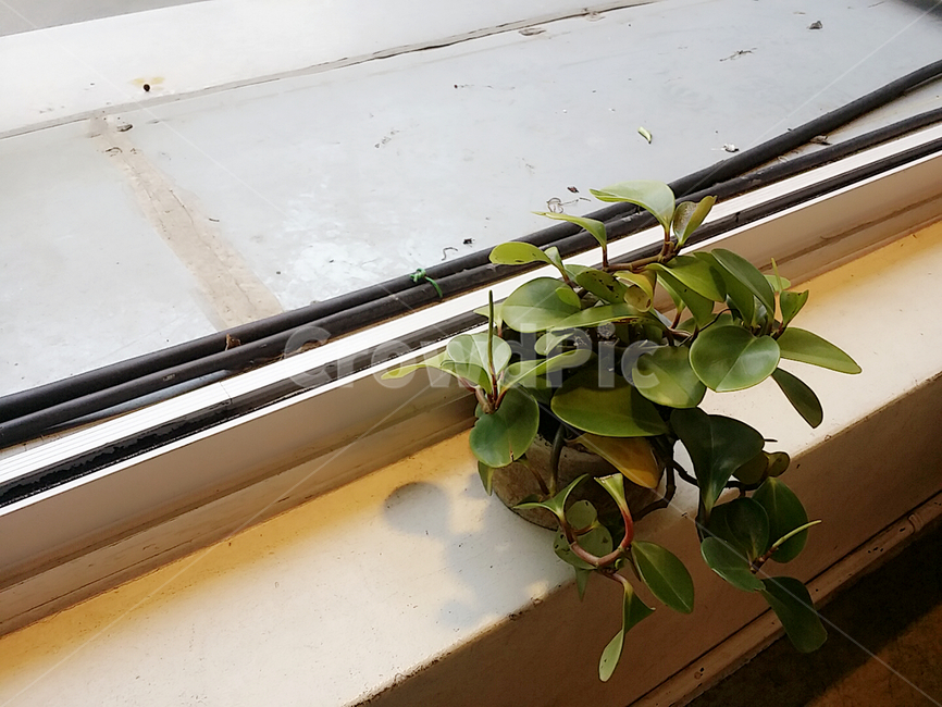 창가,베란다,식물,화분,초록,창문,식물,자연,plants,nature,실내용화초,화분,화초,house plant,인테리어,실내디자인,interior design