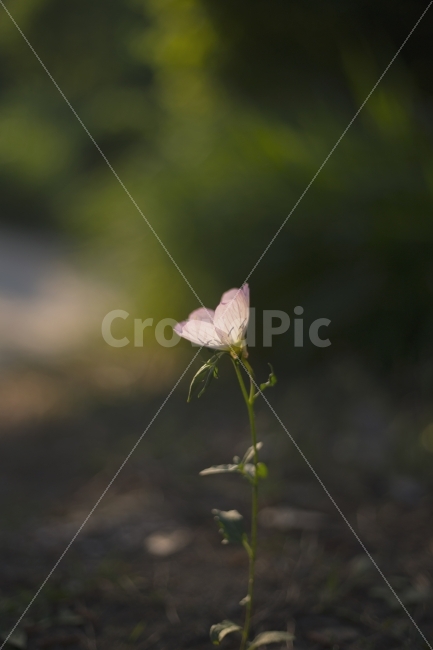 6d,대구,수목원,꽃,사진,식물,자연,plants,nature,꽃,flower,감성,sensible,feeling