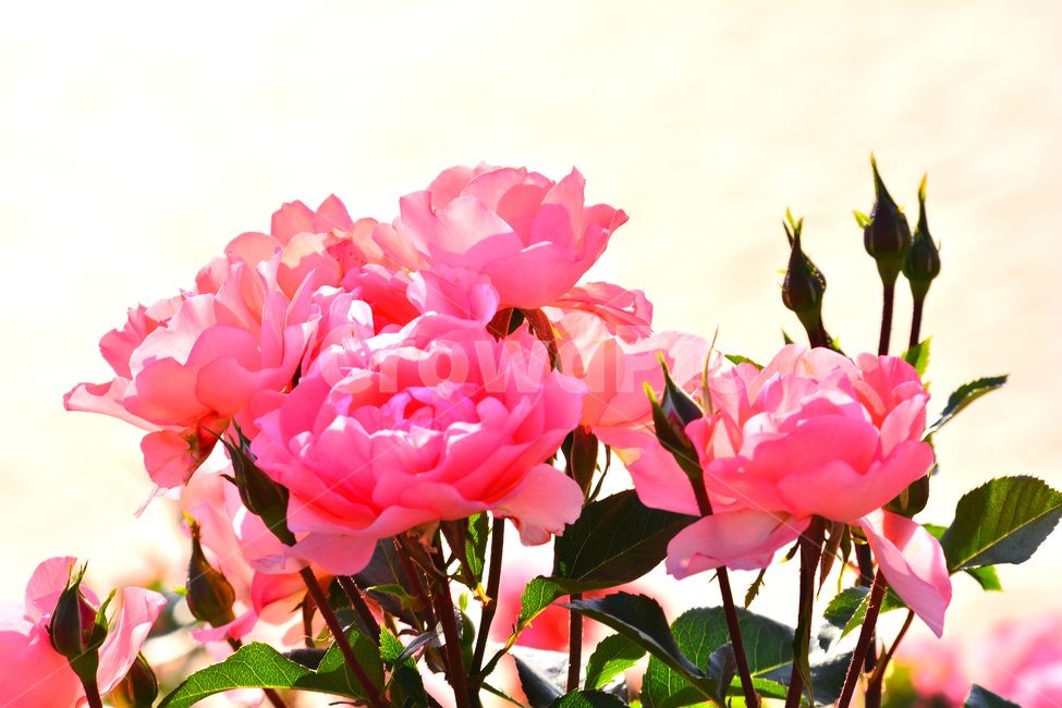 장미,장미꽃,로즈,꽃,아름다움,예쁜,플라워,데코레이션,꽃송이,꽃잎,feeling,rose,flowers,5월,계절의여왕,가시,가든,정원,앞뜰,장미원,장미축제,BEAUTIFUL,plant,garden,핑크색장미,분홍장미,pink,꽃밭,수많은,식물,자연,plants,nature,꽃,flower,색깔,색상,색채,색감,color sense,color sensitivity,feeling of color