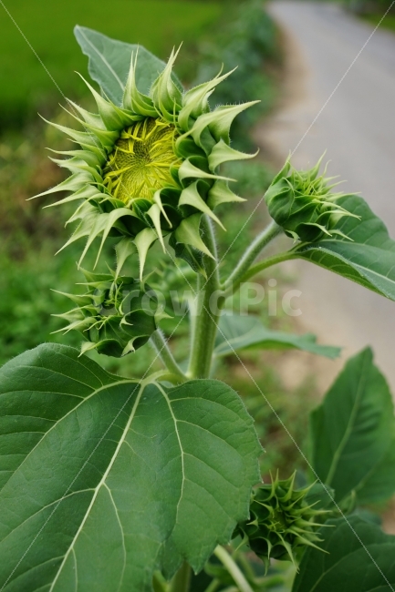 해바라기,해바라기꽃,꽃,꽃사진,플라워,flower,flowers,sunflower,자연,nature,식물,plant,이파리,꽃잎,감성,감성사진,힐링,힐링사진,스냅,스냅사진,스넵,스넵사진,snap,snapshot,느낌,분위기,여름,summer,8월,여름꽃,feel,feeling,계절,season,화단,꽃밭,노랑색,노란색,색깔,칼라,color,색감,한국의자연,한국자연,korea,초가을,늦여름,autumn,fall,9월,September,가을꽃,식물,자연,plants,nature,꽃,flower