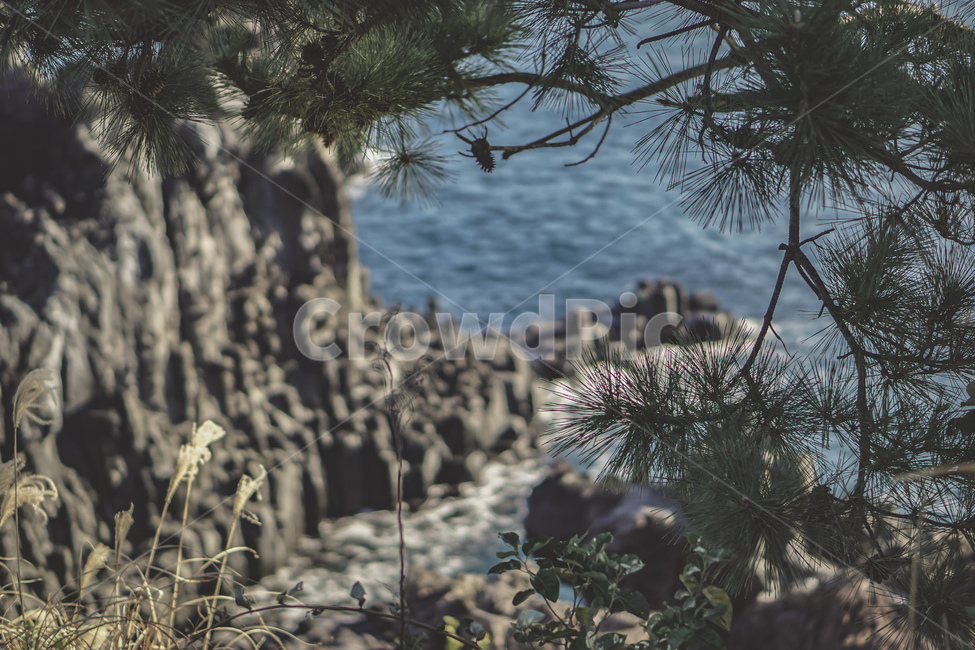 제주도,제주,바다,풍경,산책로,자연,수평선,소나무,감성,jeju,sea,view,landscape,walk,nature,beautiful,pine,자연,풍경,nature,landscape,제주도,jeju,jeju island,plant,식물,tree,나무,vegetation,초목,bush,부시