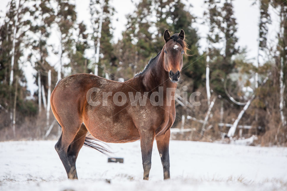 성이시돌목장,말,제주,설경,눈,겨울,계절,winter,season,동물,animal,포유류,mammal