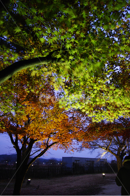 나무,조명,빛,식물,plant,가을,fall,단풍,잎,자연,풍경,nature,landscape,야경,밤,nightscape,night,tree,tree trunk,나무 줄기