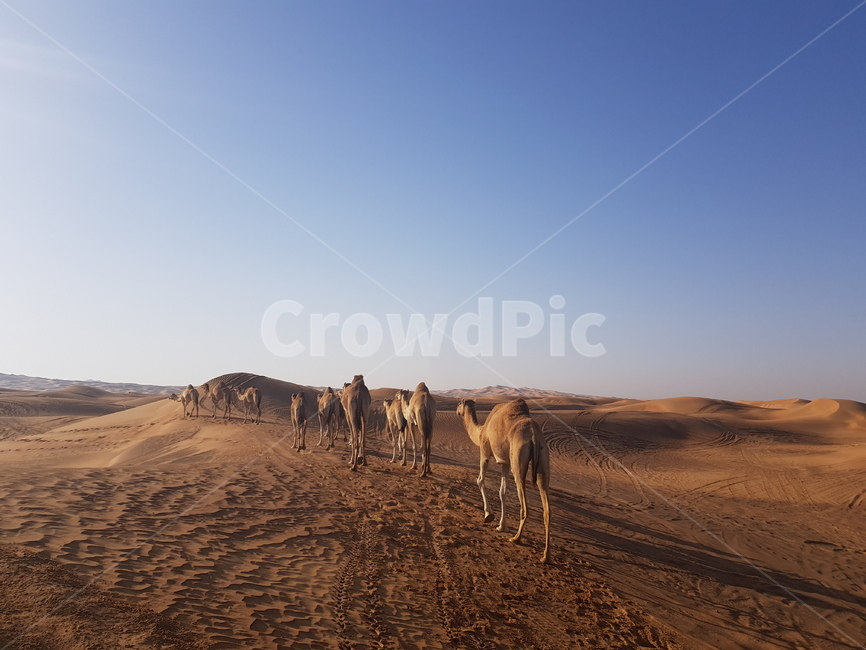 soil,모래,sand,nature,자연,outdoors,배경,풍경,사막,낙타