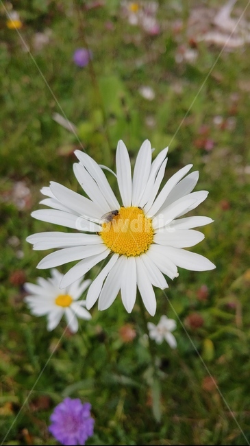 꽃,파리,곤충,식물,blossom,flower,plant,식물,자연,plants,nature,꽃,flower