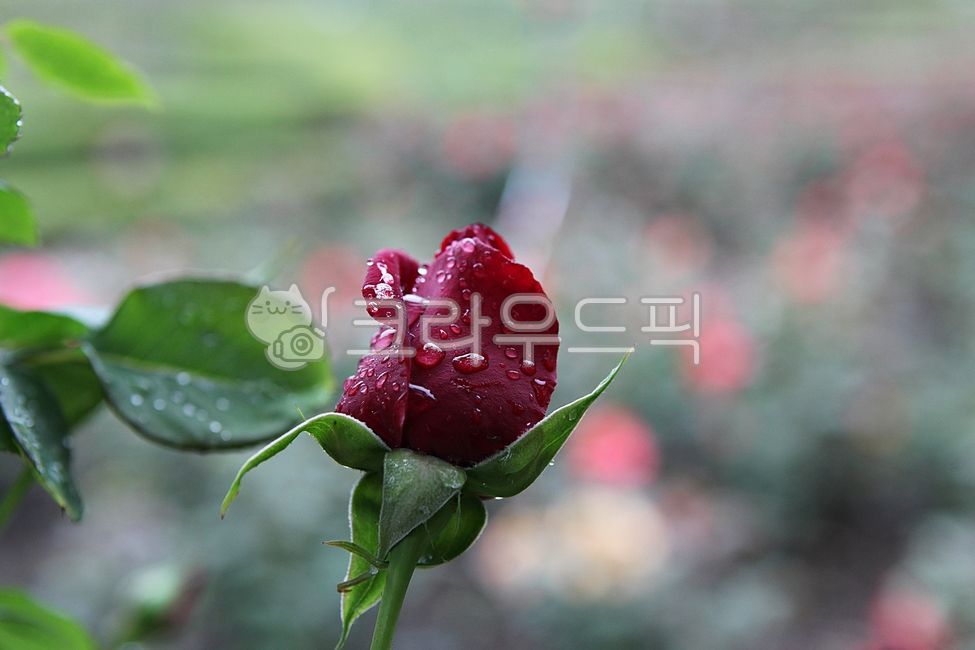 잔미,장미꽃,꽃,봄꽃,꽃잎,잎,봄,식물,자연,공원,개화