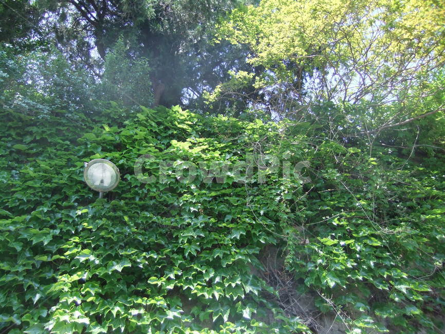 풍경,자연,가로수,초록,담쟁이넝쿨,담쟁이,넝쿨,나무,식물,자연,plants,nature