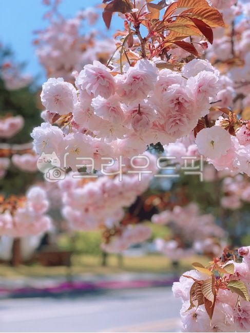 spring flowers,University street cherry blossoms,Double cherry blossoms,cherry,Cherry Blossom,cherry blossom background