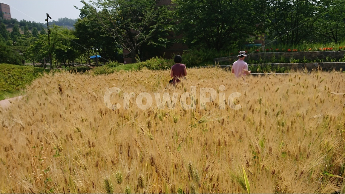 자연,식물,풍경,보리,노란보리밭,보리밭,사람들,여름풍경,자연,풍경,nature,landscape,사람들,대중,군중,other people,crowd,outdoors,옥외,field,들,grassland,목초지,plant