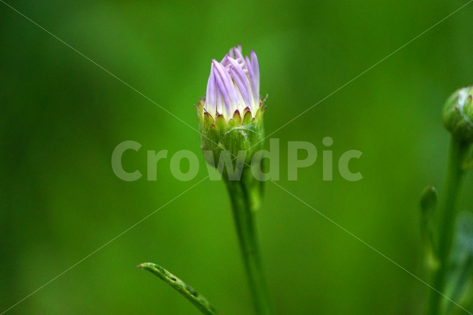벌개미취,꽃,식물,자연,플라워,flower,nature,7월,여름,summer,꽃봉오리,animal,풍경,landscape,식물,자연,plants,nature,꽃,flower