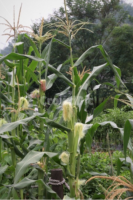 옥수수,찰옥수수,옥수수수염,재배,옥수수잎,산업,industry,industrial,농업,농사,agriculture,farming,farming industry
