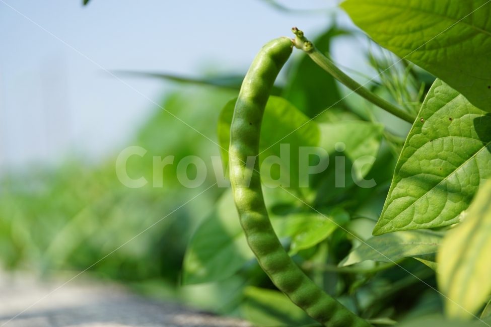 동부콩,완두콩,콩,식물,자연,이파리,여름,식재료,요리재료,식자재,nature,summer,green,녹색,줄기,접사,콩꽃,꽃사진,플라워,flower,농작물,농산물,농촌,시골,재배,수확,농업,country,macro,신비,감성,감성사진,힐링,힐링사진,콩밭,스냅,스냅사진,스넵,스넵사진,snap,bean,soya,pea,야채,채소,vegetable,farm,farmer,한국의자연,한국자연,한국풍경,음식,식재료,요리,food,cook,meal,dishes,food reserves,콩류,견과류,beans,pulse,nuts,dry fruits