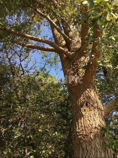 treetrunk,나무줄기,tree,나무,plant,식물