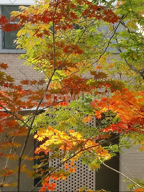 가을,단풍,낙엽,maple,plant,식물,단풍나무,단풍잎,leaf,잎,tree,나무,계절,fallautumnseason,가을단풍,자연,풍경,경치,가을,계절,fall,autumn,season,식물,자연,plants,nature,나무,trees,wood