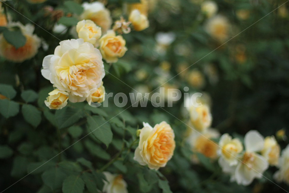 노랑장미,장미,rose,정원,배경,yellow,yellowrose,꽃,식물,식물,자연,plants,nature,꽃,flower