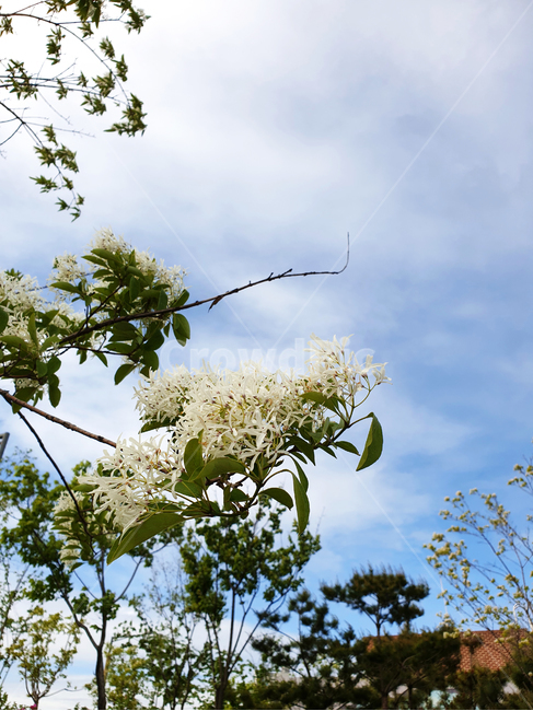 식물,plant,꽃,flower,하늘,sky,구름,blossom,식물,자연,plants,nature,꽃,flower