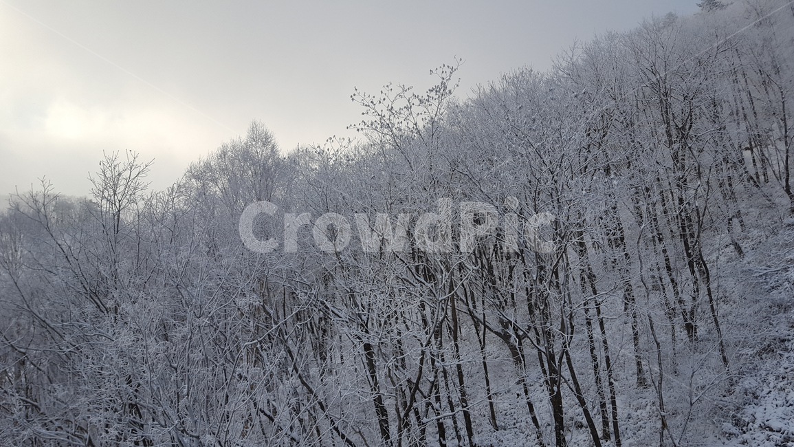 nature,자연,snow,눈,나무,설산