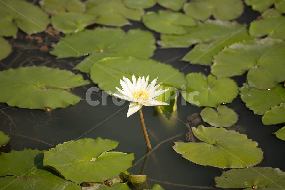 자연,꽃,연꽃,수련,빅토리아,식물,자연,plants,nature,꽃,flower