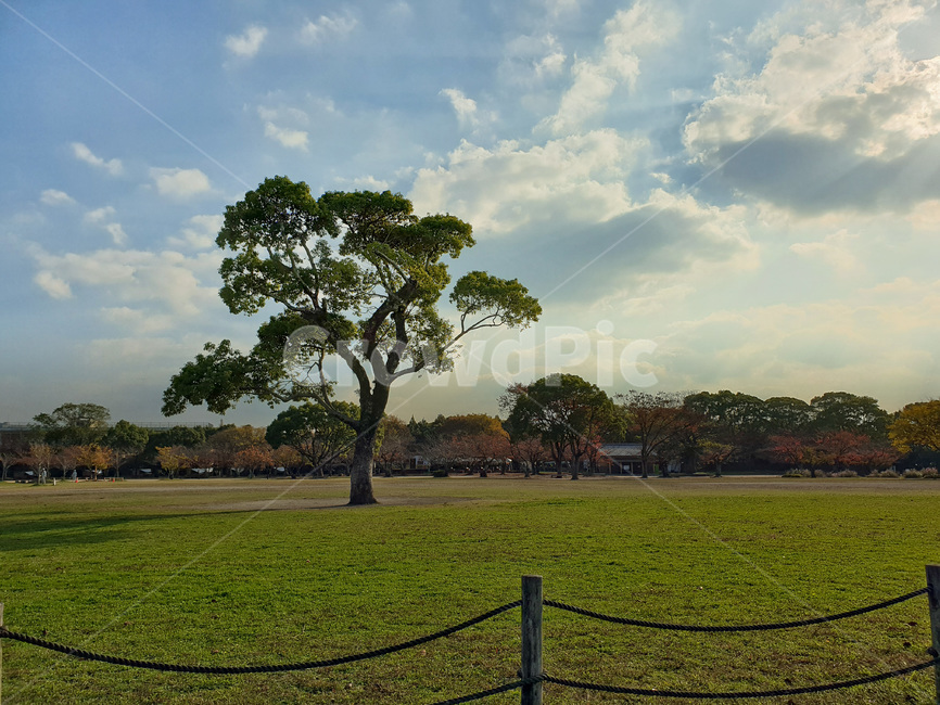 공원,따듯한,오후,햇살,한그루,나무,가을,구름,태양,햇빛,그늘,그림자,푸른,하늘,잔듸밭,감성,힐링,자연,자연,풍경,nature,landscape,grass,잔디,plant,식물,tree