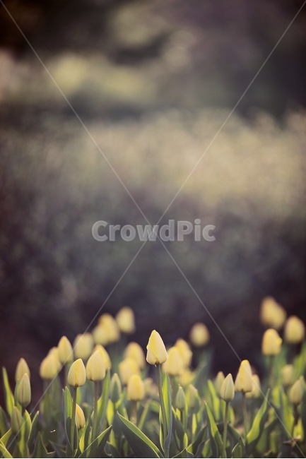 튜립,노란튤립,정원,꽃봉오리,tulip,yellow,flower,green,garden,식물,자연,plants,nature,꽃,flower