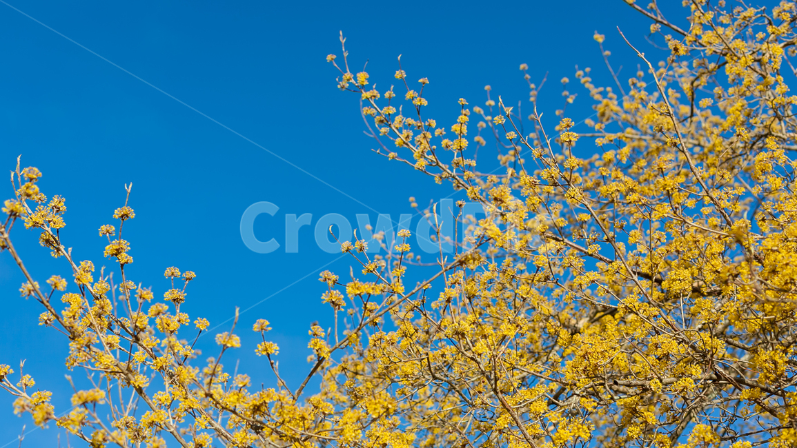 봄,노랑,하늘,산수유,바람,따스함,꽃,flower,나무,trees,wood