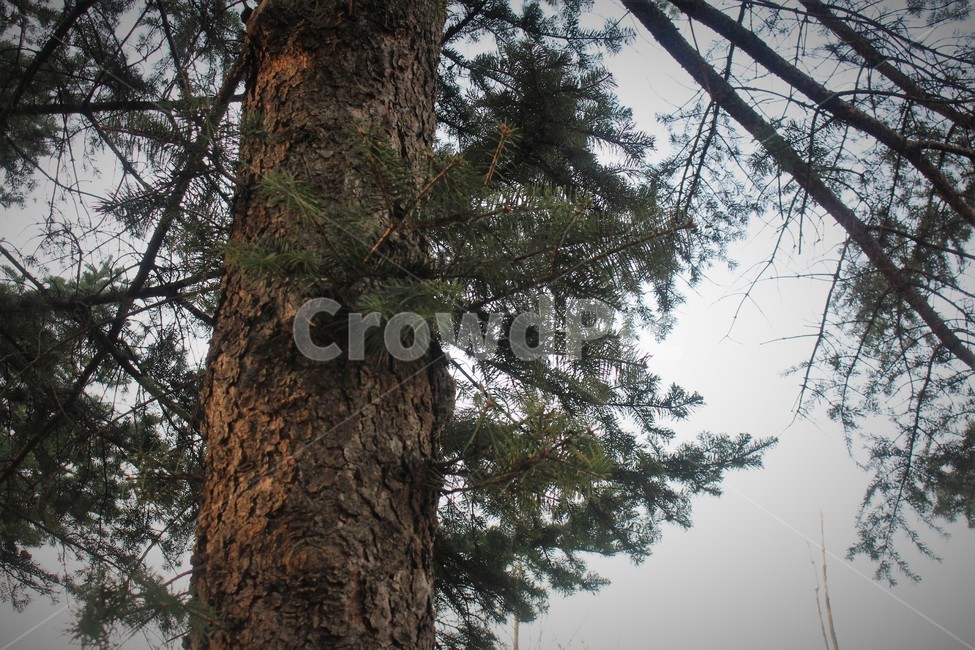 나무,tree,소나무,나무줄기,자연,풀,식물,자연,plants,nature,나무,trees,wood