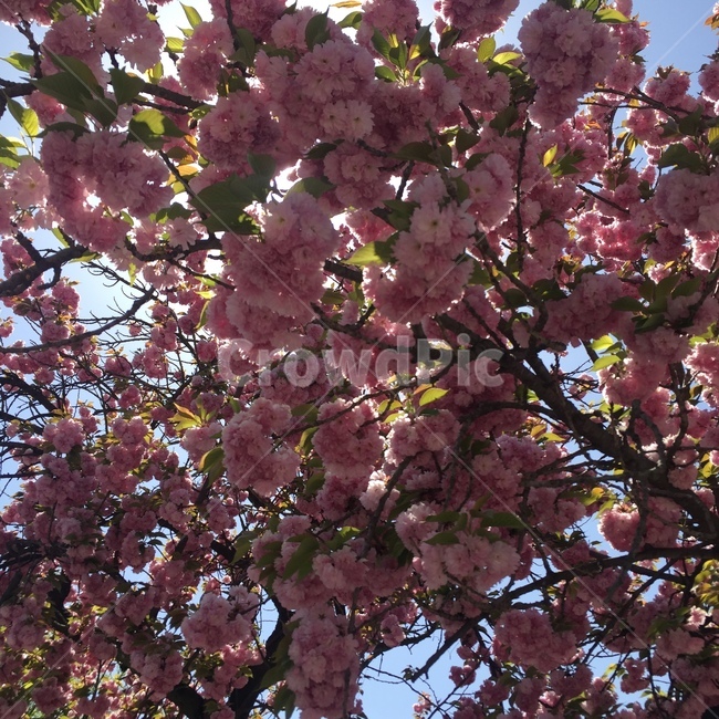 꽃,꽃놀이,자연,풍경,봄,식물,자연,plants,nature,꽃,flower