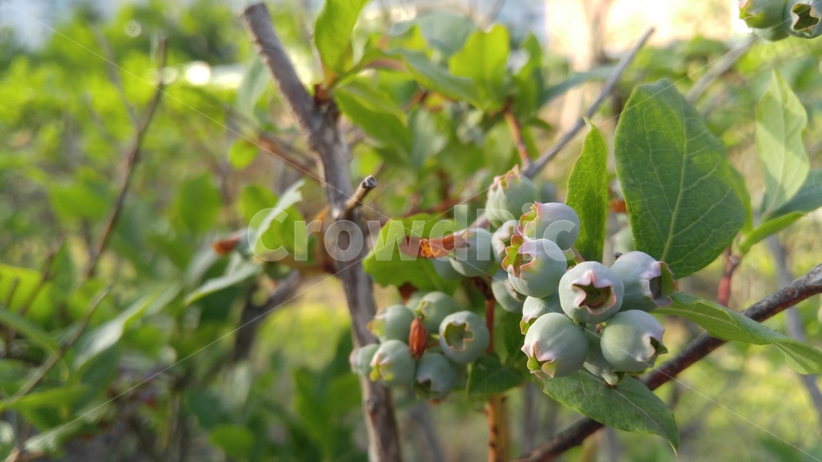 아로니아,열매,식물,녹색,배경,감성,계절,aronia,fruit,flants,green,background,emotional,season