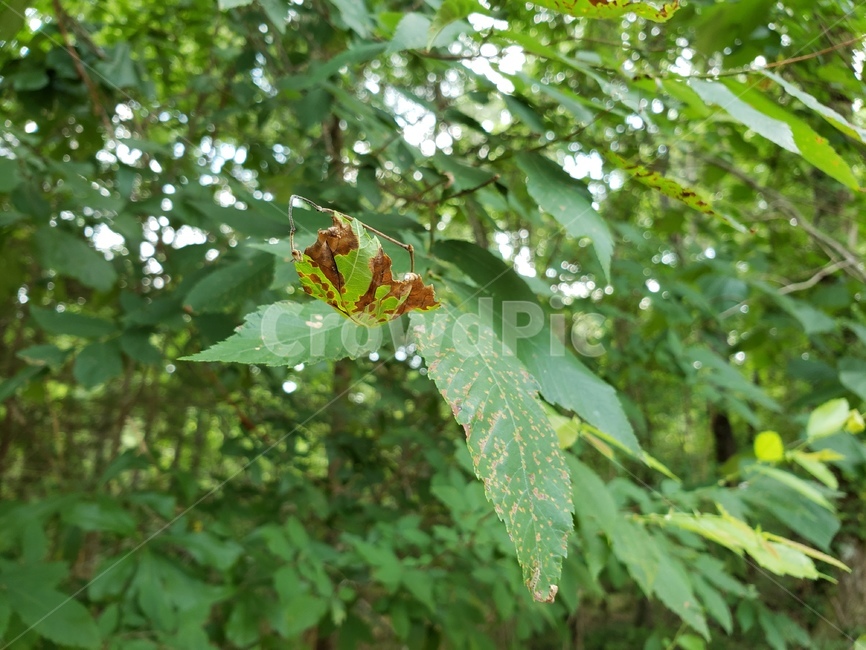 길,자연,맑음,푸름,초록색,나무,풀,숲