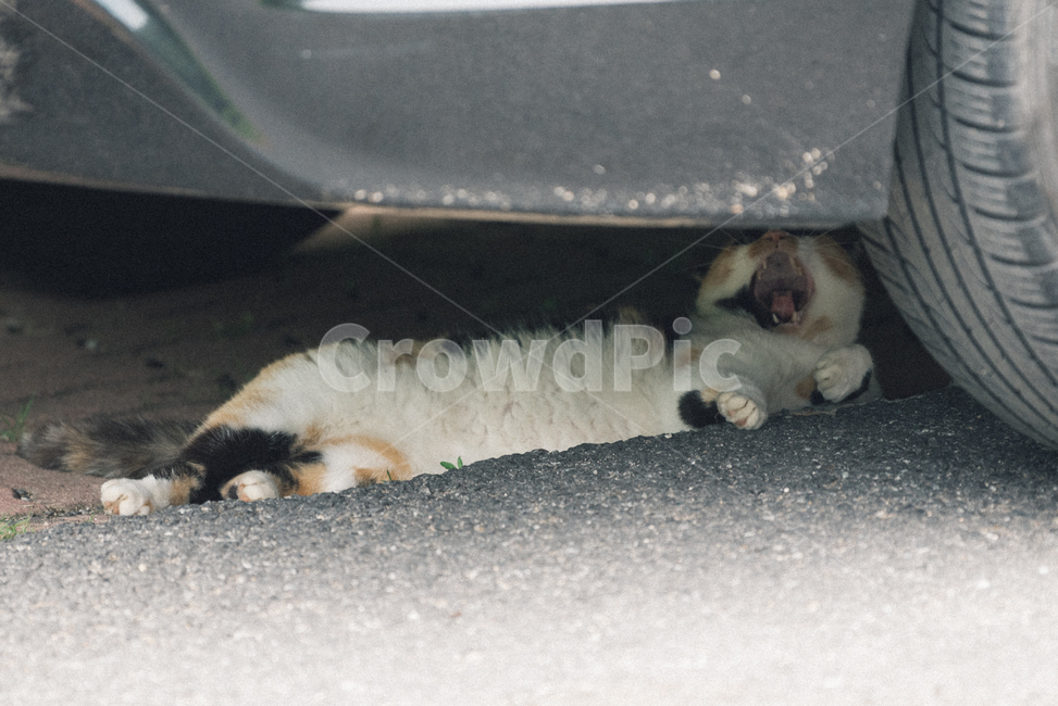 고양이,캣,냥냥이,길고양이,삼색이,치즈냥,냥,cat,동물,동물,animal,포유류,mammal,고양이,cat,kitten,kitty