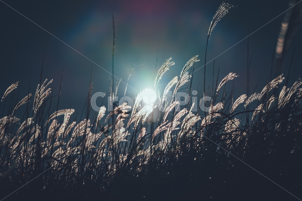 가을,하늘,억새,갈대,산,감성,가을,계절,fall,autumn,season,자연,풍경,nature,landscape,grass,잔디,plant,식물,lawn,reed