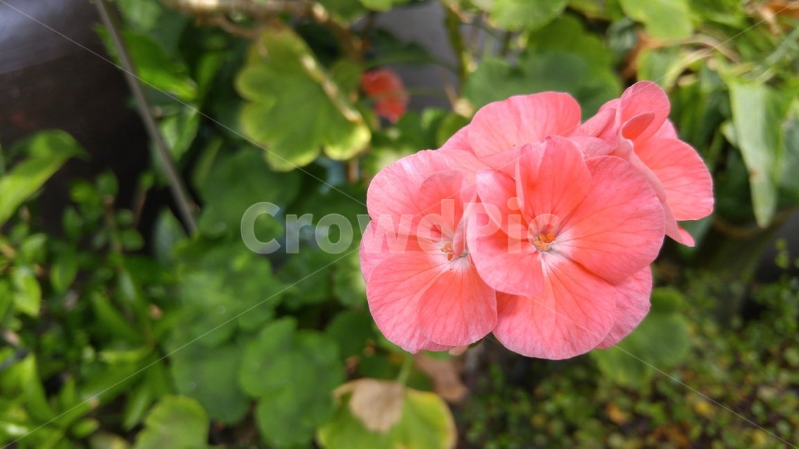 flower,plant,식물,geranium,제라늄,blossom,꽃,봄꽃