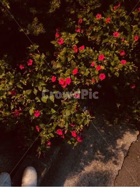 꽃,식물,자연,flower,nature
