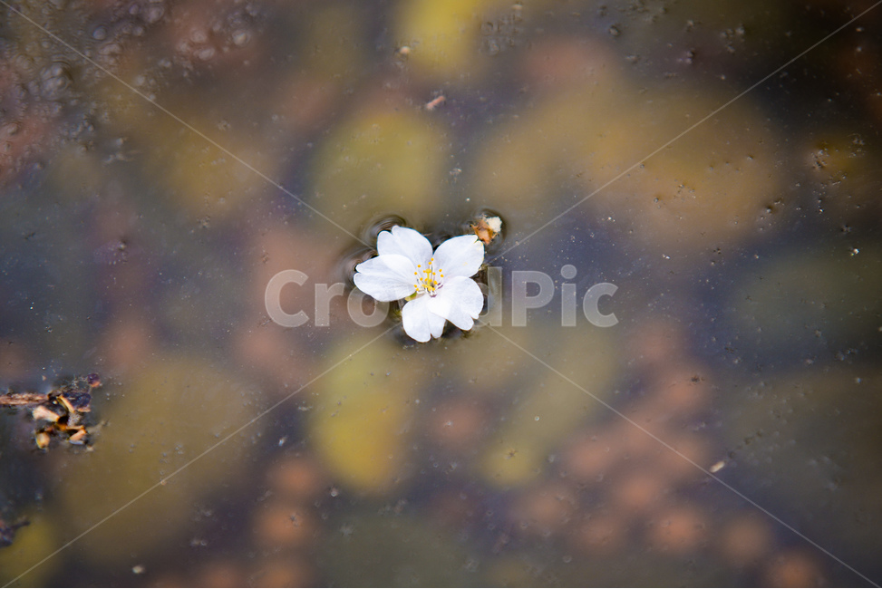 꽃,벚꽃나무,나무,벚꽃,분위기,감성,봄,계절,spring,season,식물,자연,plants,nature,꽃,flower,blossom,geranium,제라늄,plant