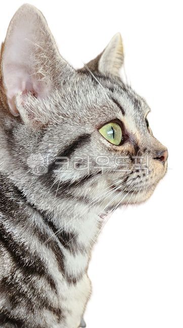 고양이,동물,반려묘,아메리칸숏헤어,카리스마,가까이,애교,사랑스러운,밝은,녹색,눈,예쁜,부드러운,털,줄무늬,포유류,친근한,다정한,도도한,옆모습,검은선,회색,디테일,애정,귀여운,검은무늬,집중하는,큰귀