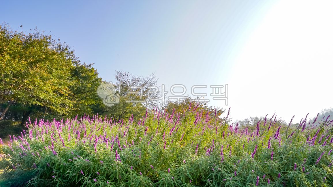 rural,flora,honey plant,spring,beautiful,amazing,purple flower,mountain,bloom,season,sky,floral,salviafarinacea,natural,salviaazurea,purpleflowers,field,background,salvia,plant,wilderness,Blue sage,colorful,forest,color,gardening,bluesage,botany,perennial