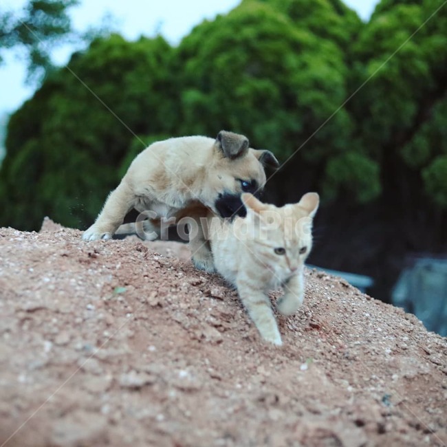 고양이,멍멍이,동물,개와고양이,티격태격,동물,animal,포유류,mammal,고양이,cat,kitten,kitty,개,강아지,dog,doggy