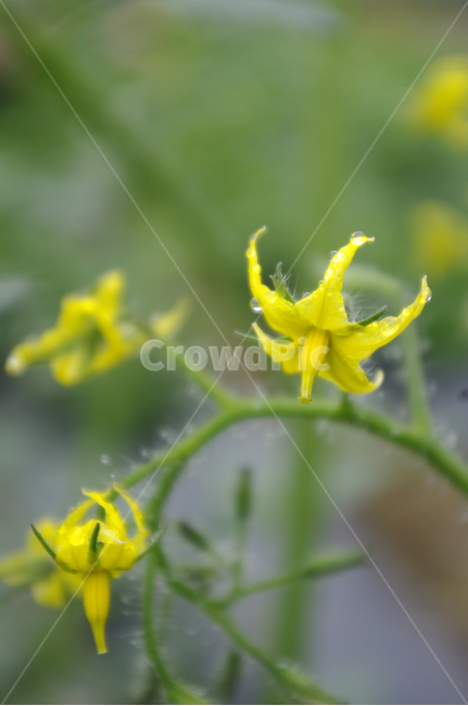 오이꽃,꽃,식물,flower,plant,식물,자연,plants,nature,꽃,flower