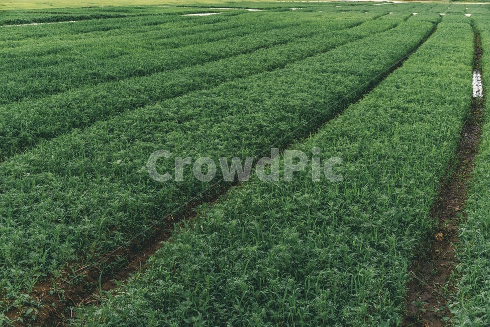 grass,잔디,plant,식물,들판,공원