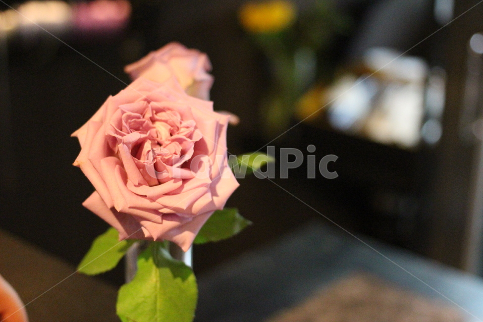 장미,분홍장미,한송이,꽃,술집안꽃,꽃,flower