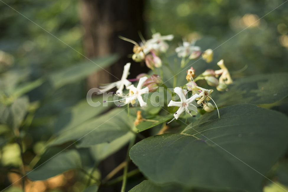 plant,식물,꽃,flower,누리장나무,식물,자연,plants,nature,꽃,flower