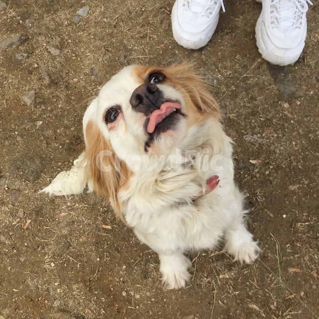 강아지,개,puppy,dog,동물,애교,귀여움,cute,animal,동물,animal,포유류,mammal,개,강아지,dog,doggy