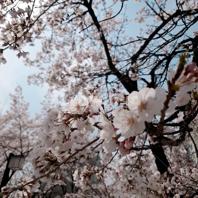 벚꽃,봄,꽃,봄꽃,식물,나무,cherryblossom