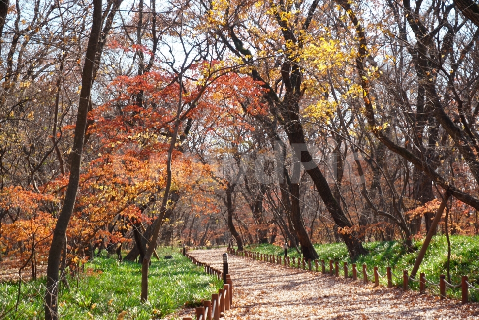 가을,단풍,감성,자연,길,가을,계절,fall,autumn,season,자연,풍경,nature,landscape,식물,plants,나무,trees,wood,tree,plant,tree trunk,나무 줄기