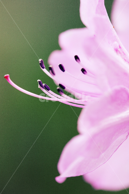 접사,꽃,플라워,flower,macro