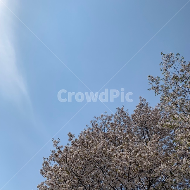 하늘,벚꽃,벚꽃하늘,파란하늘,봄,식물,자연,plants,nature,꽃,flower