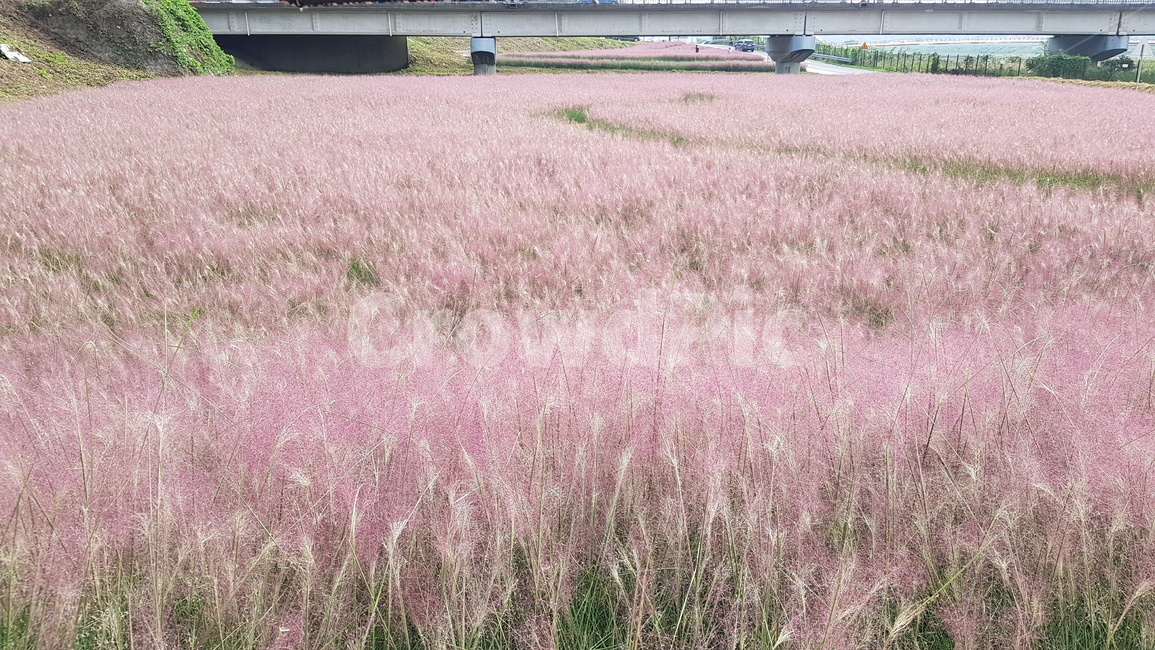 plant,식물,꽃,꽃길,핑크뮬리
