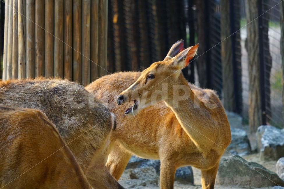사슴,동물,포유류,짐승,animal,deer,초식동물,자연,nature,생명,귀여운,귀엽다,귀엽게,표정,움직임,동물원,동물,animal,포유류,mammal