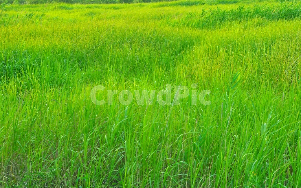 풀밭,초록,전원,들판,초원,그린,신선한,싱그러운,힐링,green,plants,식물,자연,풍경,봄,계절,시즌,5월,6월,바람,wind,목장,목초지,시골,야외,무공해,청정,바탕,배경,백그라운드,패턴,background,자연,풍경,nature,landscape,grassland,outdoors,옥외,field,들,grass,잔디,plant