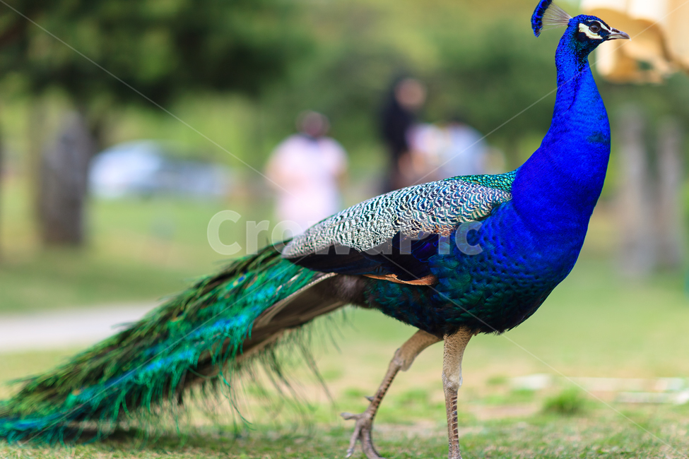 공작,동물원,깃털,자연,길,동물,animal,조류,새,birds